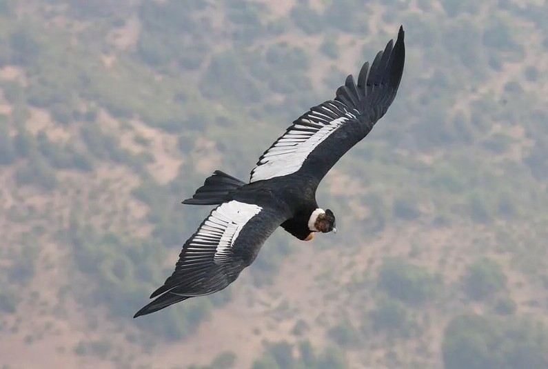 Video spotlight: World’s heaviest soaring bird inspires wind power design