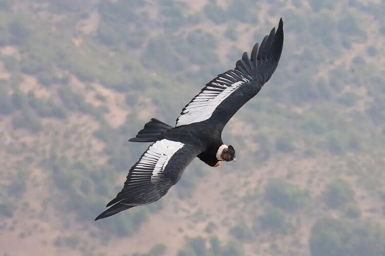 Andean condor (from Forbes.com)