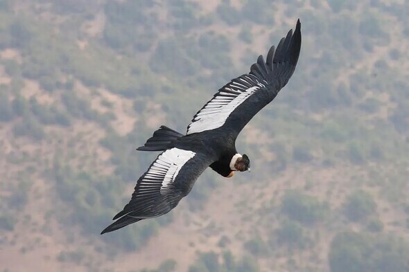 Andean condor in flight (from Forbes.com)