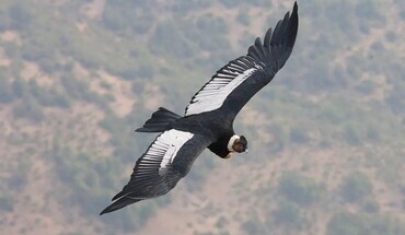 Video spotlight: World’s heaviest soaring bird inspires wind power design