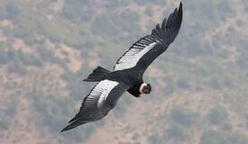 Andean condor in flight (from Forbes.com)