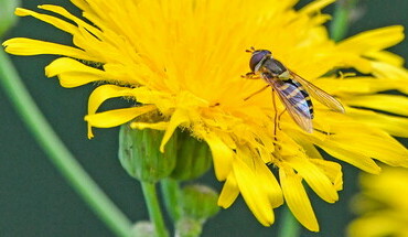 Helping hoverflies help crops