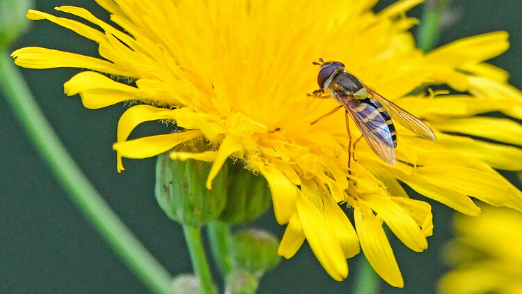 Hoverflies—a family of insects that pollinate crops and control pests—get a boost from planting and maintaining trees around fields, according to a U of A study. (Photo: John Acorn)