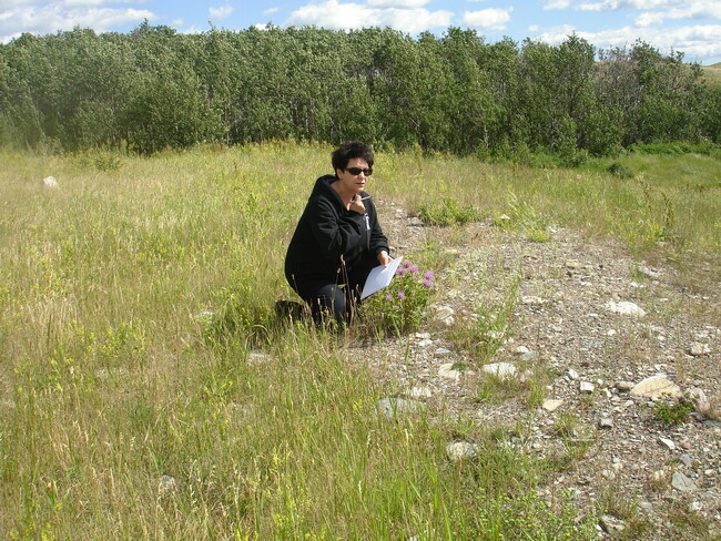 Anne doing vegetation assessment in Waterton Lakes National Park